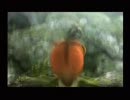 うさひよ姉妹 初めて実況プレイ モンスターハンター３【その31】