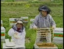 西村はちみつ