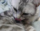 バーチャルもふもふ