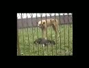 飼い犬同士の殺し合い【ブラジル】