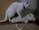 マッサージする猫＆枕を持っていく猫