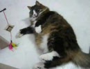 ゴロンして遊ぶ猫