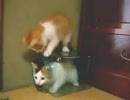 きょうもあしたも、ねこねこ動画８