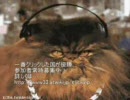 クリック支援 組曲「ニコニコ動画」をﾆｬｰﾆｬｰしてみる