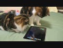 ノル3匹 #281「猫の高級座布団としてのiPad」