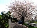 【自転車載動画】見沼代用水 西縁・東縁 1周してきた Part.2