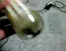 ボトル詰めにしたカメムシの臭いを嗅いでみた・・・。