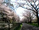 【自転車載動画】見沼代用水 西縁・東縁 1周してきた Part.3
