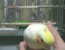 オカメインコのピー助さん