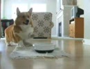 食べたいけれど…
