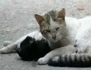 路上で死んだ猫に、仲間が心臓マッサージを施す？