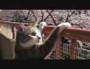 お花見キャット