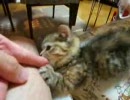 マンチカンのぬっこぬっこ遊び２