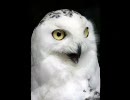 【バトレボ】ヨルノズクバトルレボリューション　一羽目【対戦動画】