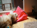 福岡の猫カフェ「猫カフェ　Ｃｌａssic」　５／５