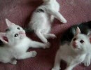子猫産まれました４２日目