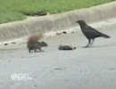 カラスたちから必死に守るリスの様子