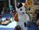 ゴールデンウイークに出現したネコ3