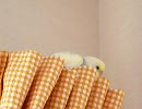 ちょっとは喋るセキセイインコ