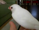 喜ぶ文鳥