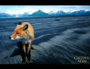 グリズリーマンの最期（Grizzly Man Bear Attack）