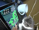 猫ちゃんがiPadで遊んでるぅ