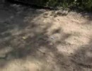かん君と医等君の害虫駆除講座part5 一人で潜入！！　かん君ver