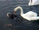 白鳥が死んだ雁を食べている