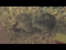 ハムスターの日常的行為【共食い】
