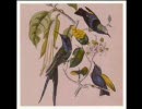 Susumu Yokota - Genshi