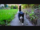 裏庭公開　猫もいるよ