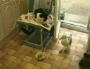 えさを鳥に盗まれフリーズする猫