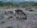 若草山の鹿です