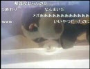 いぬわんたんＴＶ