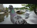 逃げない鳩
