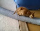 メンマとダクト