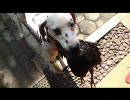 ご主人様、ニワトリでございます。