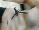 ザリガニに乳首を鋏ませた