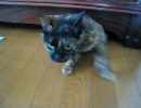 猫がまたにょろんと出てきた