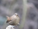 朝霧高原のミソッチ