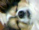 寝る犬