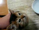 うちの子はごはんが待てないようです