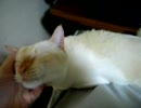 ウチの猫4