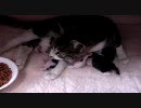小猫観察中ヽ(´ー`)ノ
