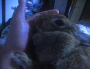 ぺろぺろウサギ