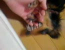 うちの愛犬が我に返る瞬間