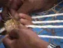 指で挟んで・・・　いたいっ・・・　締めつけとんよ・・・