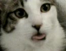 猫の舌www