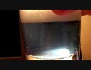 駅弁を食べに行こうよ！　流氷みれるかな？2010　その１６