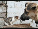 ☆おもしろｗにゃんこё第６弾☆